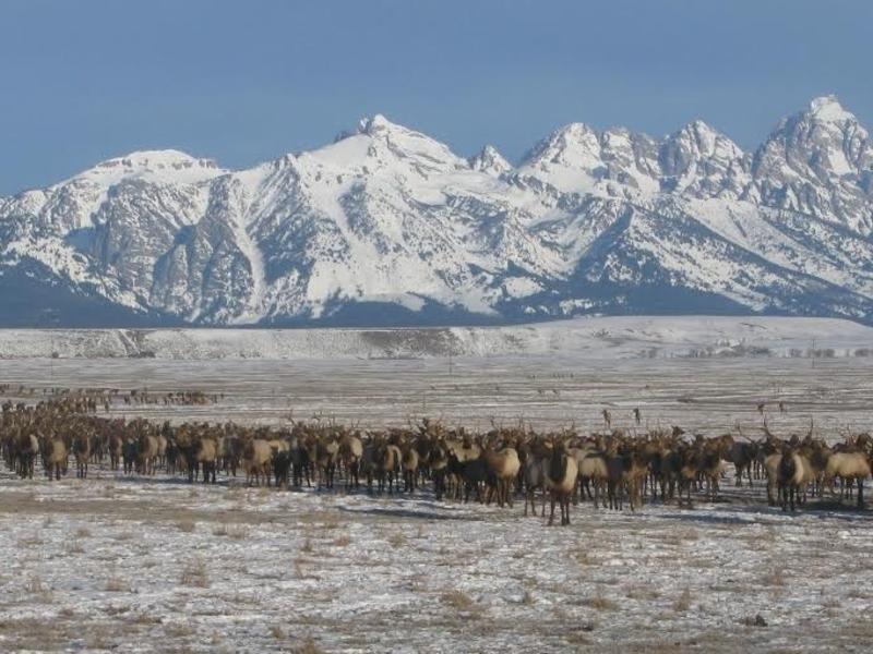 Elk queue to make their way across the flats at the National Elk Refuge in Jackson Hole, Wyoming