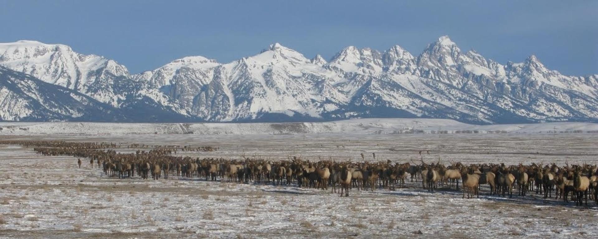 Elk queue to make their way across the flats at the National Elk Refuge in Jackson Hole, Wyoming