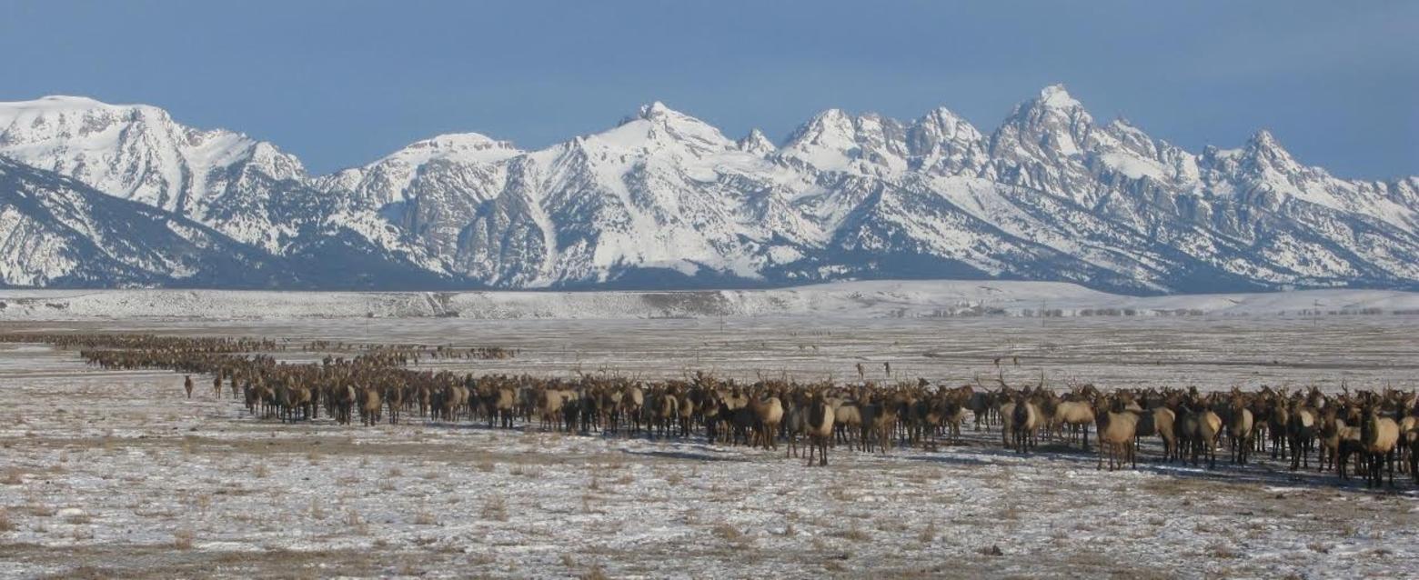 A serpentine flow of elk make their way across the flats at the National Elk Refuge in Jackson Hole, Wyoming. While chronic wasting disease has not been discovered at the refuge, concerns weigh heavy as CWD has now been identified at the Dell Creek Feedground. In December, Game and Fish discovered the first CWD case ever at a Wyoming feedgound. Photo by Dave Dunlap/USFWS