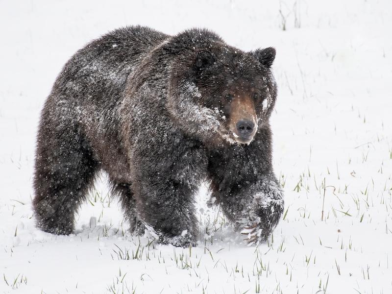 Approximately 2,100 grizzlies currently inhabit the Lower 48