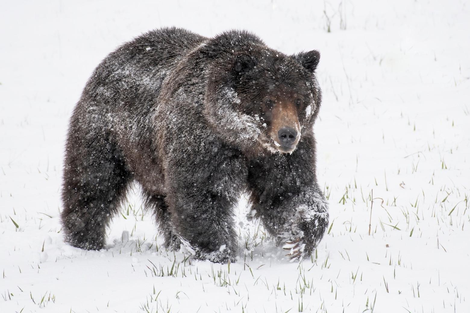 A large male grizzly bear intensely pursues a female bear during a spring snowstorm in Wyoming's Absaroka Wilderness. Today, approximately 2,100 grizzlies inhabit the Lower 48. Photo by Charlie Lansche/LastChanceGallery.com