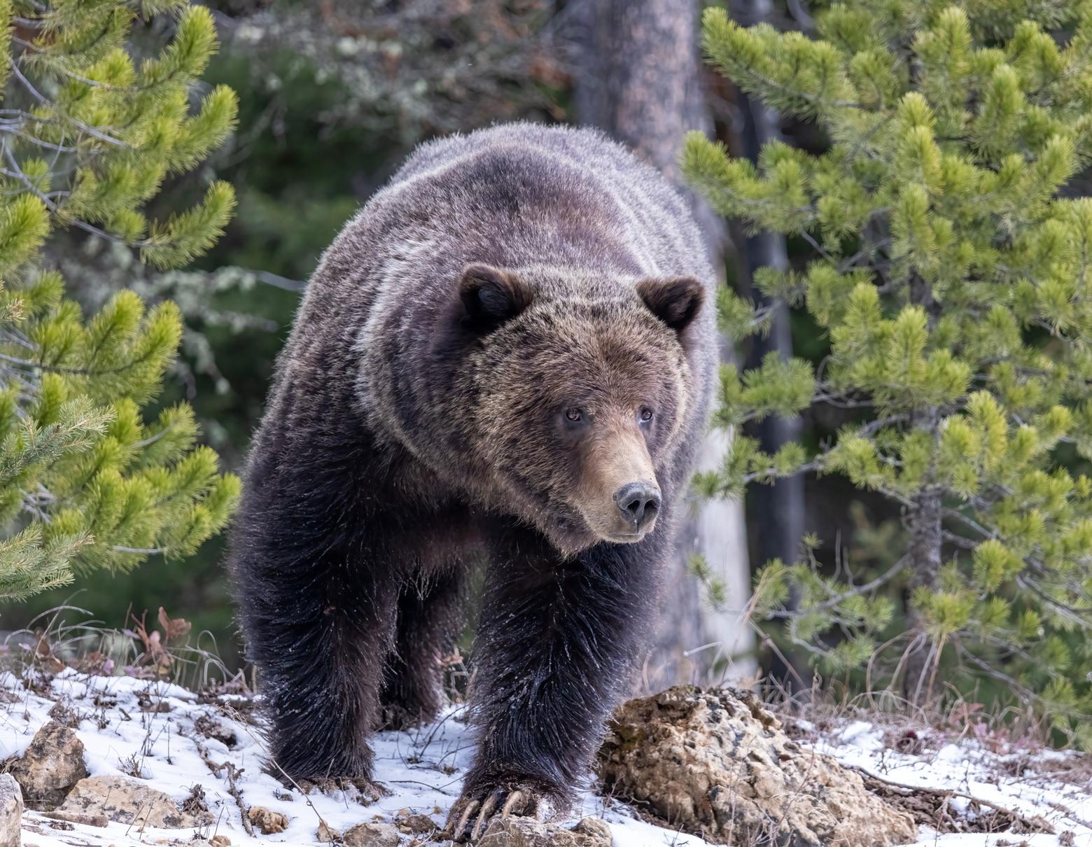 After becoming nearly extirpated in the Lower 48, grizzlies were added to the endangered species list in 1975. Photo by Ben Bluhm