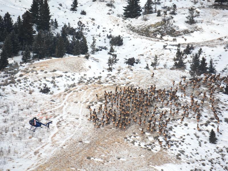 Montana Fish, Wildlife and Parks recently captured and tested elk for brucellosis in the Crazy Mountains 