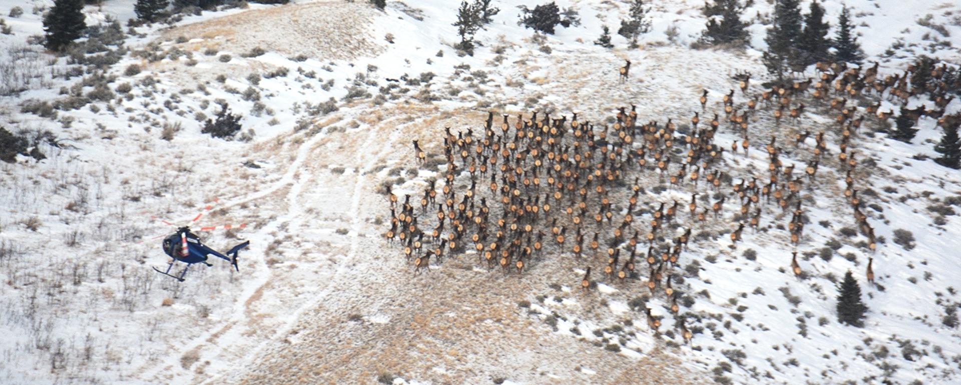 Montana Fish, Wildlife and Parks recently captured and tested elk for brucellosis in the Crazy Mountains 