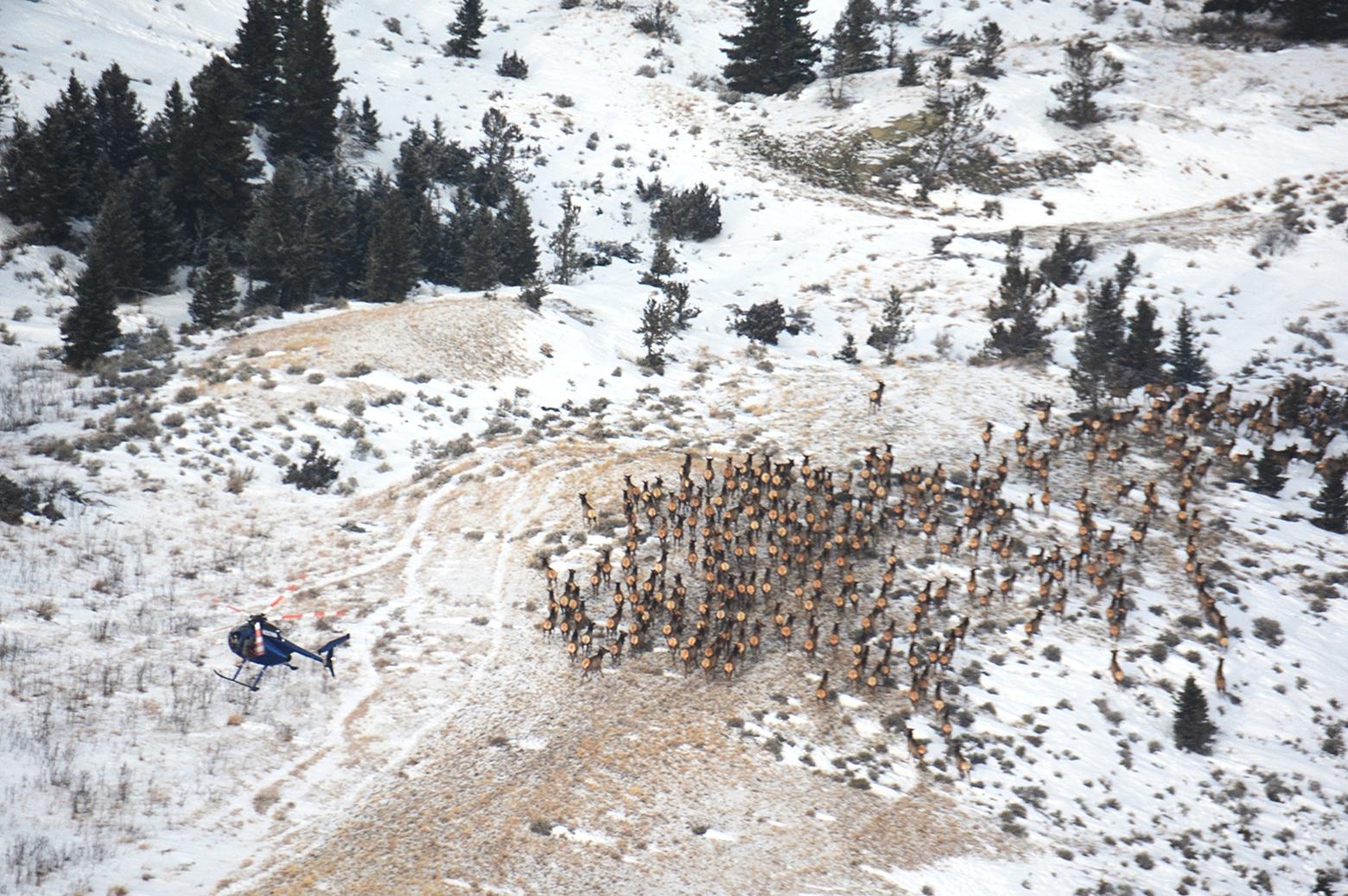 A Fish, Wildlife and Parks helicopter attempts to separate a single elk for capture and brucellosis testing during the recent elk surveillance and capture in the Crazy Mountains. Photo courtesy FWP