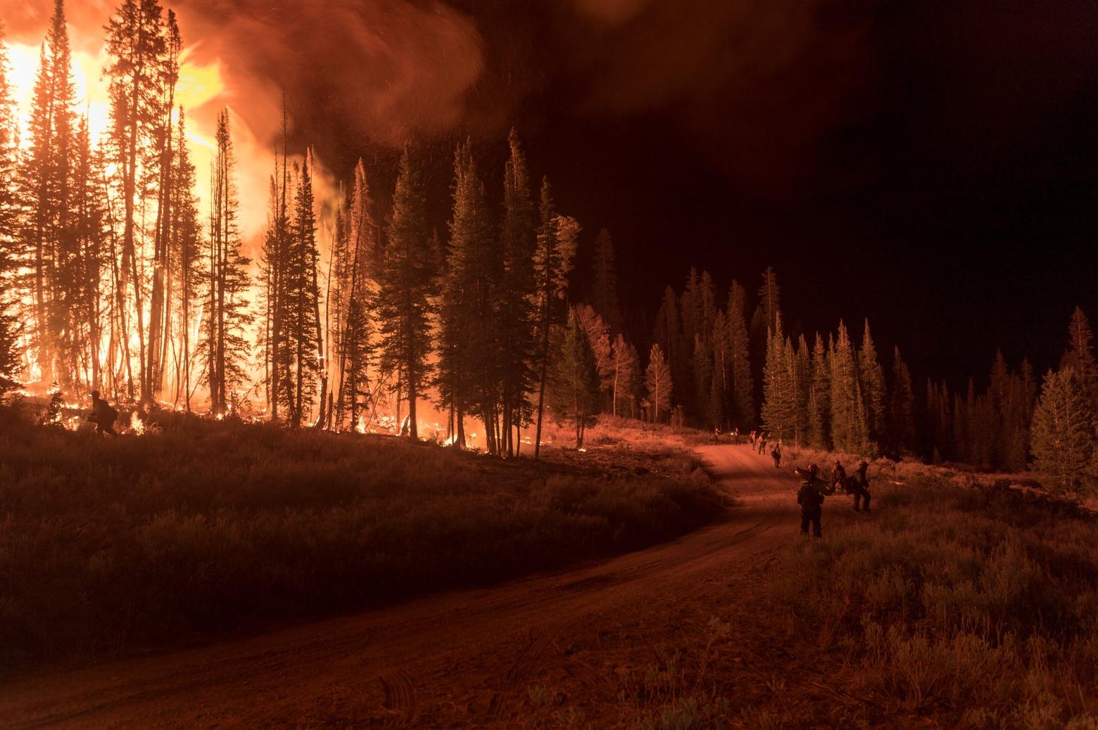 The Black Mountain Hotshots hold the fireline at the September 2018 Roosevelt Fire in the Bridger-Teton National Forest near Bondurant, Wyoming. The fire burned 61,500 acres and destroyed 55 homes. Photo by Kari Greer