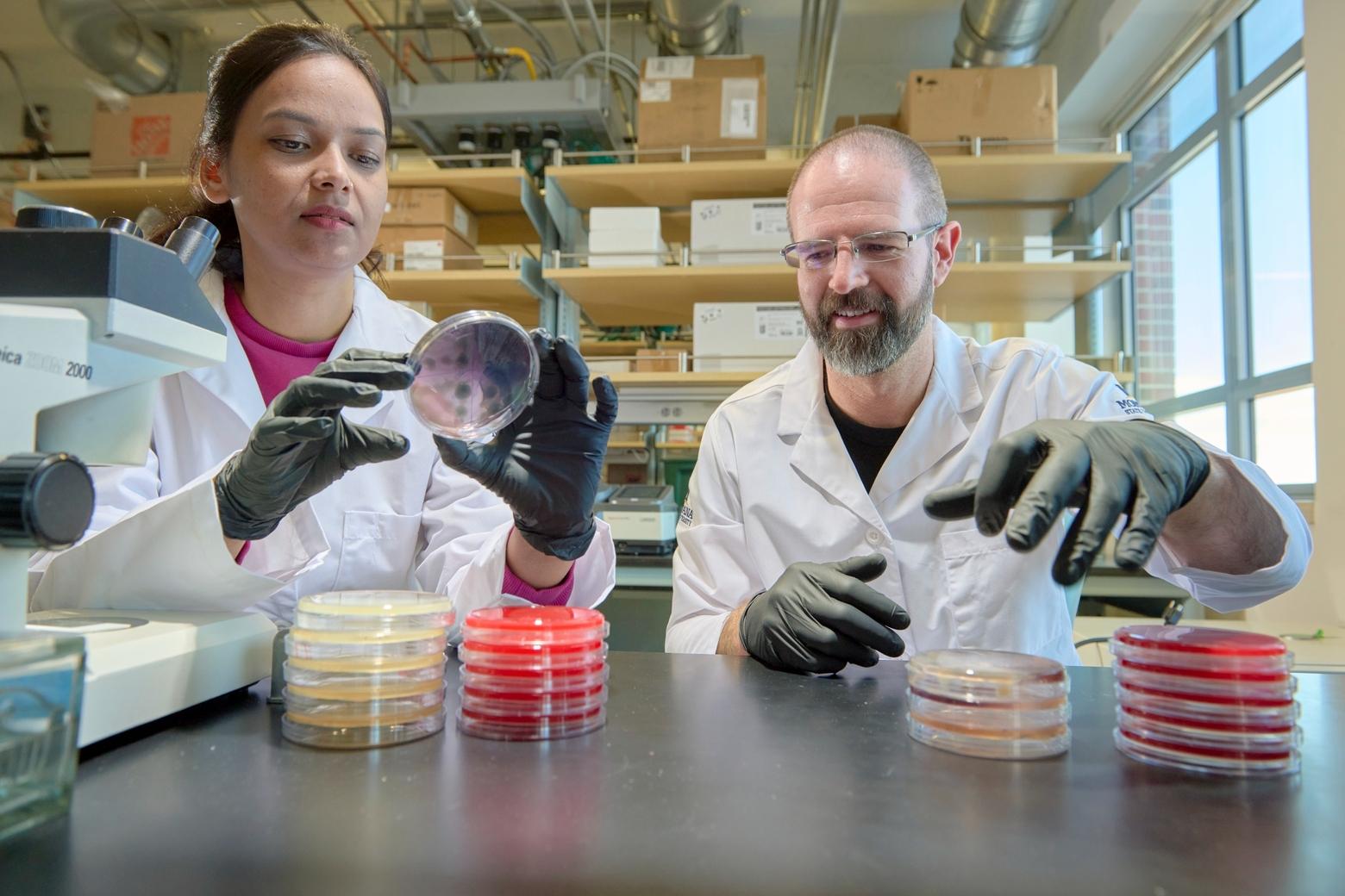 Montana State University microbiology researchers Reetika Chaurasia, left, and Patrick Secor examine samples in a lab. Secor's lab has received a five-year, $2.8 million grant to study Lyme disease. Photo by Colter Peterson.