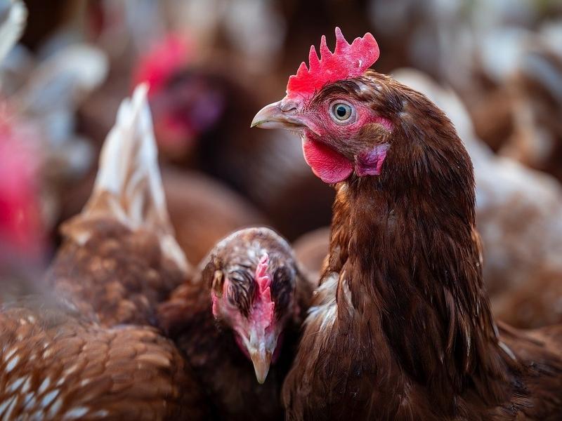 Bird flu is impacting more than just poultry and the cost of eggs