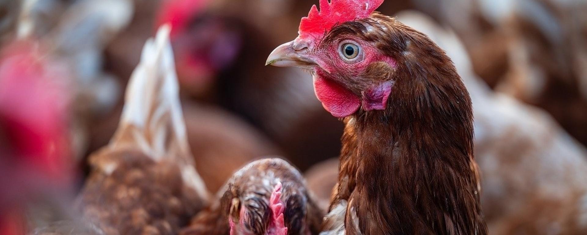 Bird flu is impacting more than just poultry and the cost of eggs