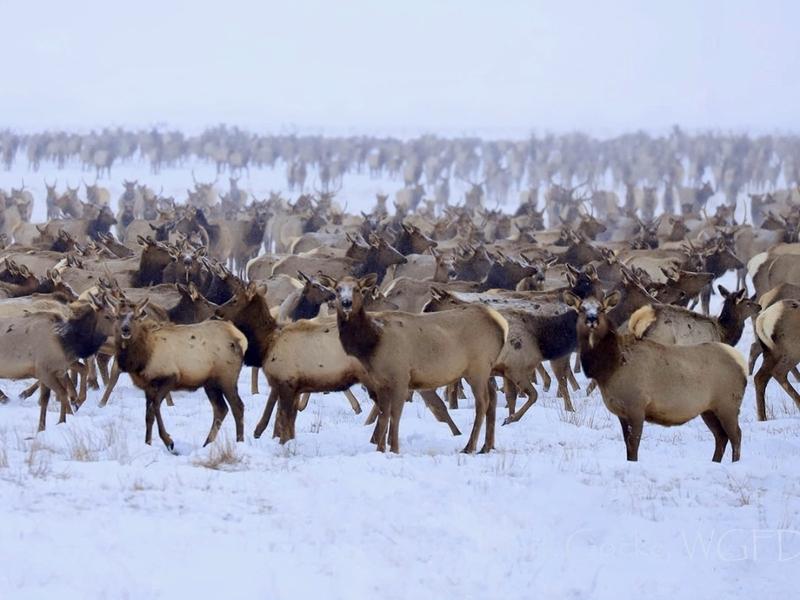 Elk feedgrounds are seeing increased cases of chronic wasting disease