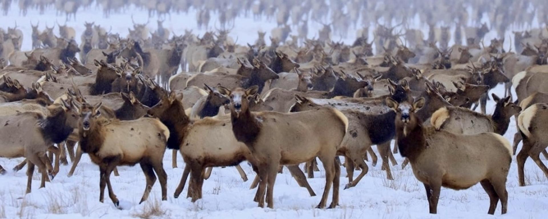 Elk feedgrounds are seeing increased cases of chronic wasting disease