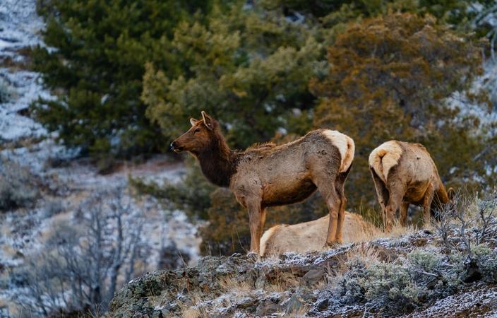 Elk on feedgrounds behave differently than elk in the wild because they’re densely gathering over longer periods of time and over consecutive years. Photo by Chris Martin/WGFD