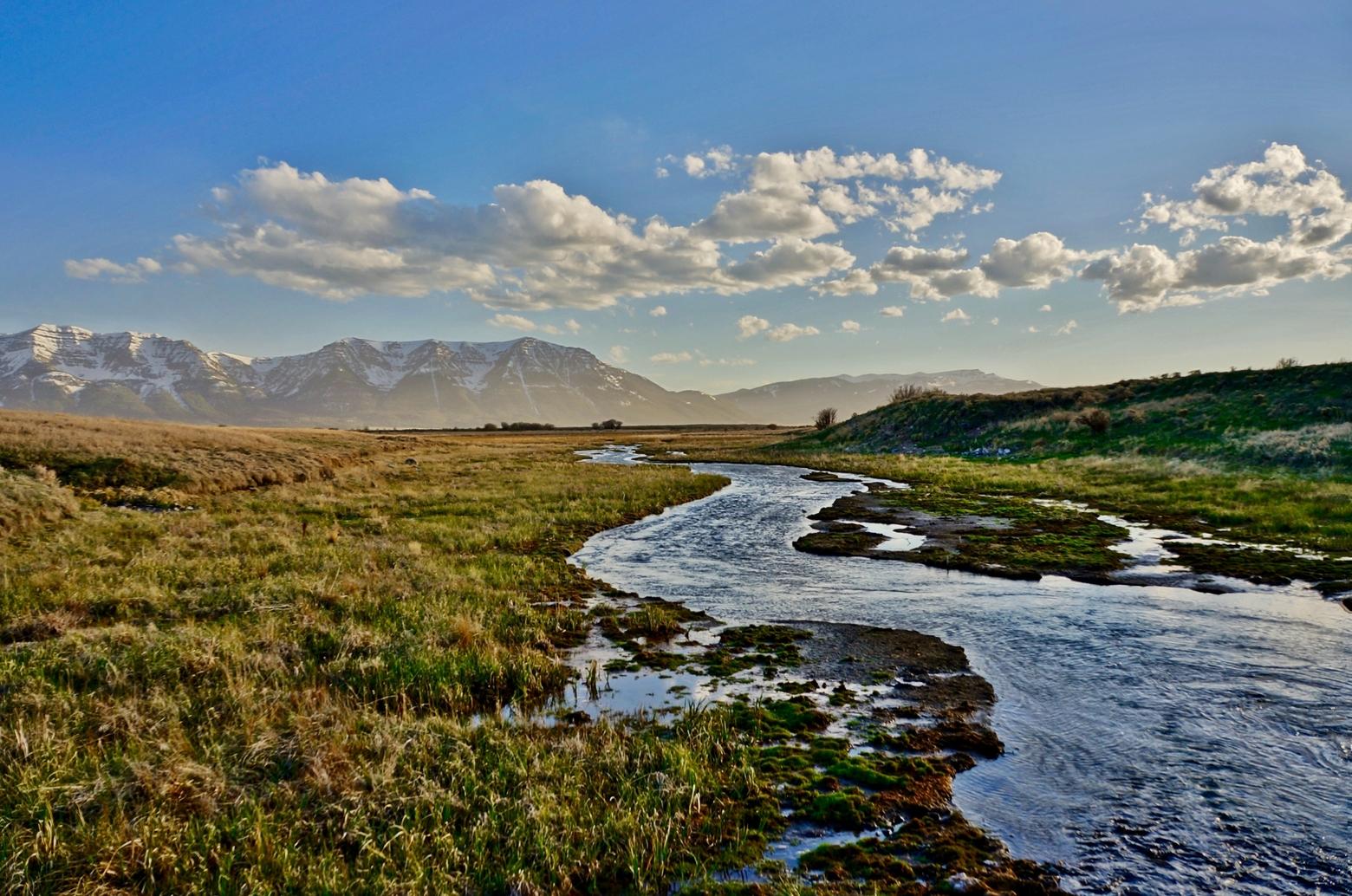 PERC has worked with a Centennial Valley ranch to manage cattle in ways that avoided conflict with grizzly bears, which are a threatened species under the ESA. Photo courtesy Photorotator