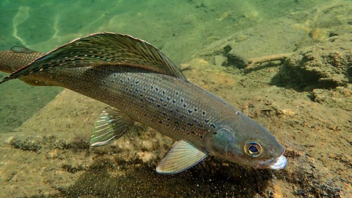 The arctic grayling has all but vanished in the Centennial Valley. It has been a candidate for ESA protection but has not made the list. Photo courtesy Western Watersheds Project