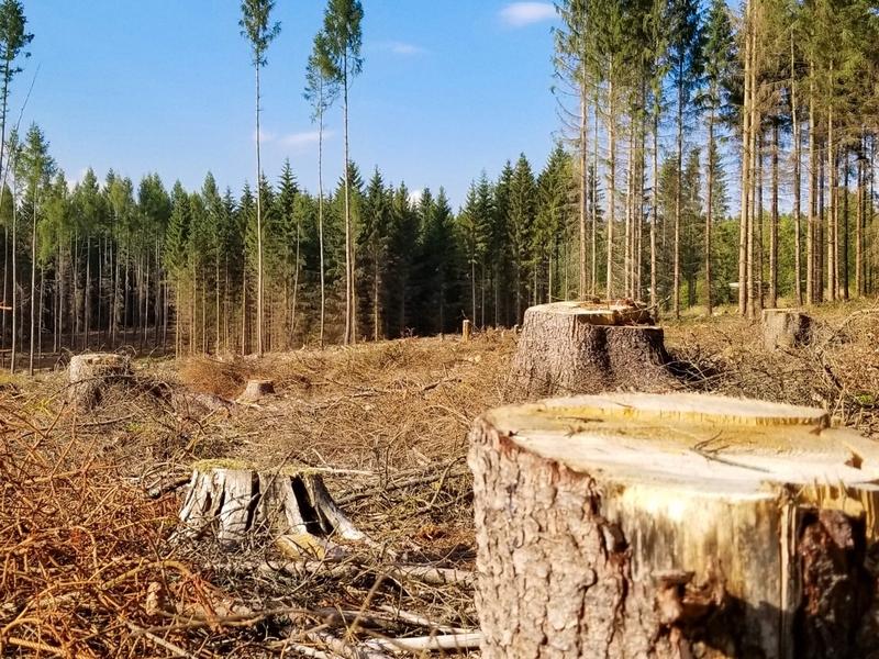 Trump's March 1 executive order calls for "immediate expansion of timber production"