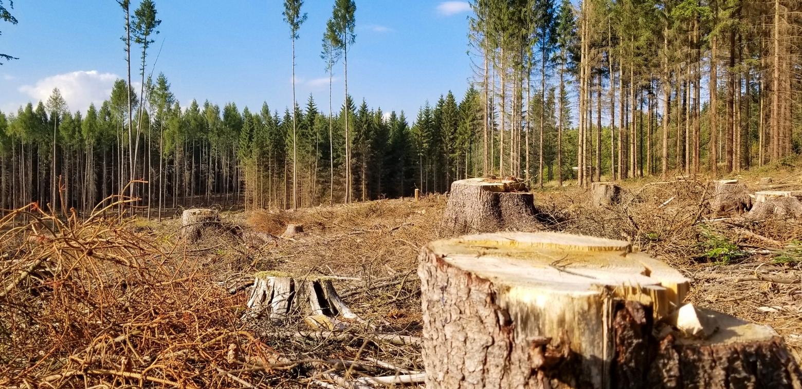 President Donald Trump's March 1 executive order calls for "immediate expansion of timber production." Recent cuts to federal employees and budgets also have some experts concerned that forest management will be affected. Photo by Vera Kratochvil/Public Domain