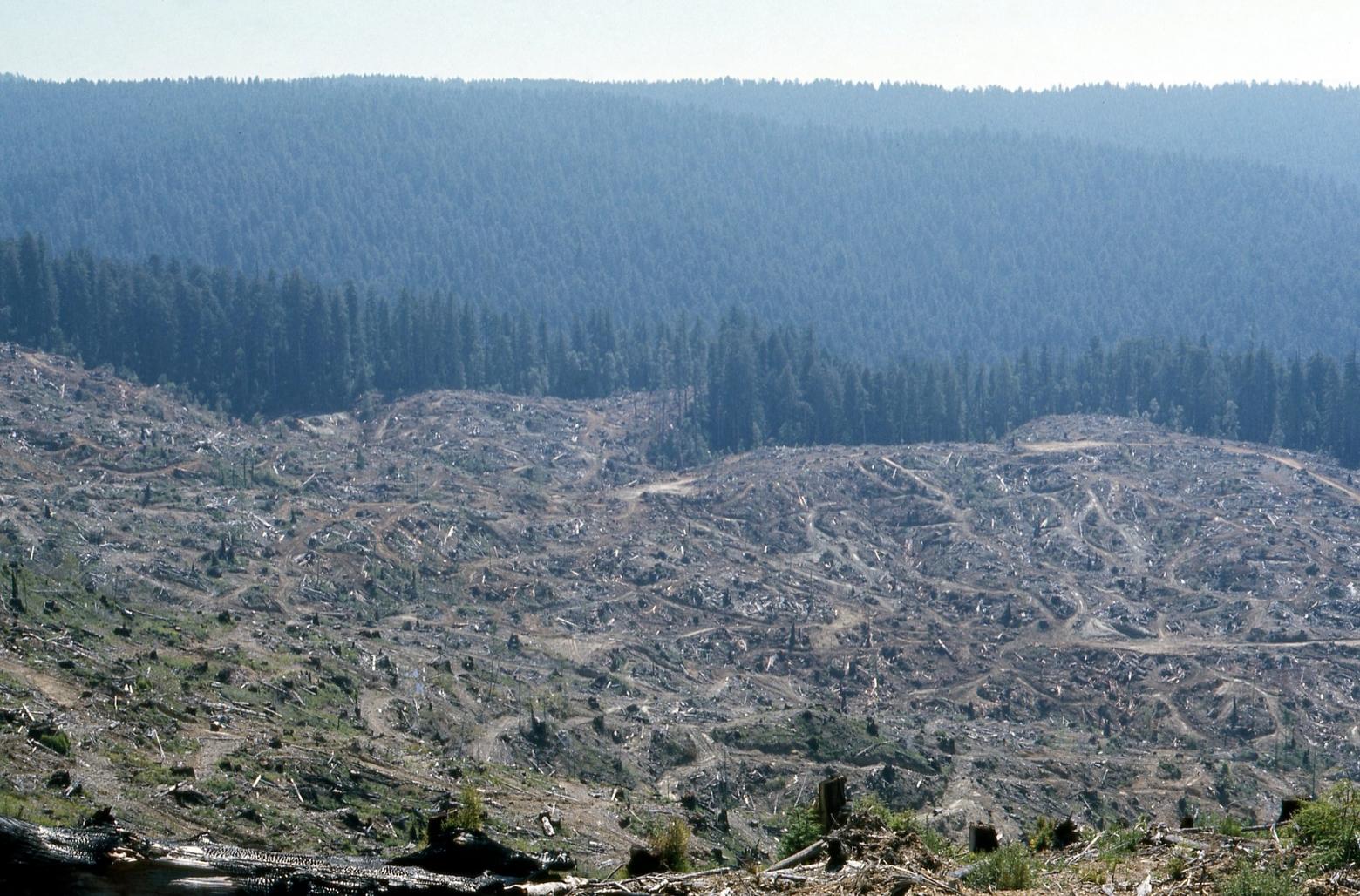 In the 1970s, public lands cut approximately 12 billion board feet of lumber. Today, timber sales have dropped by two-thirds. Photo courtesy NPS