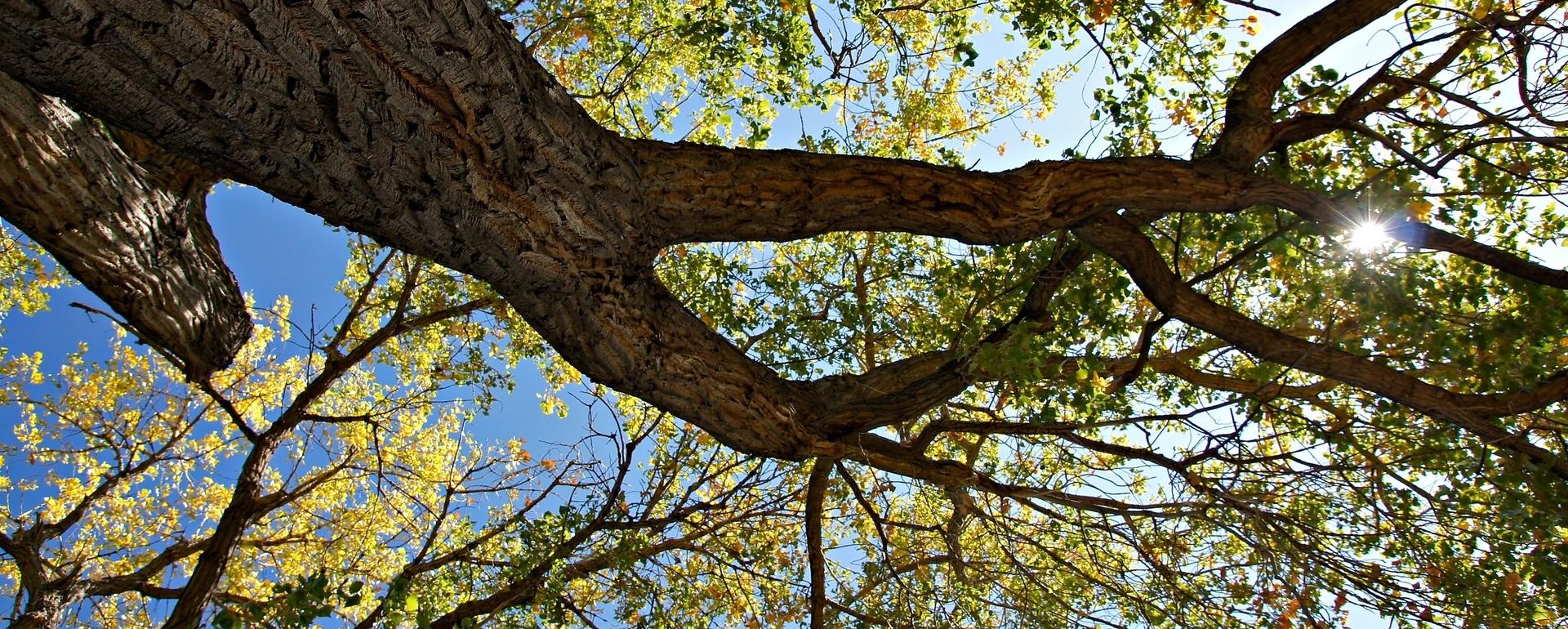 The great cottonwood brings renewal and rebirth with the spring equinox