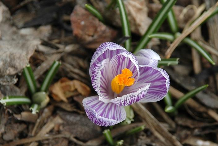 The first crocus of spring. Photo by Susan Marsh