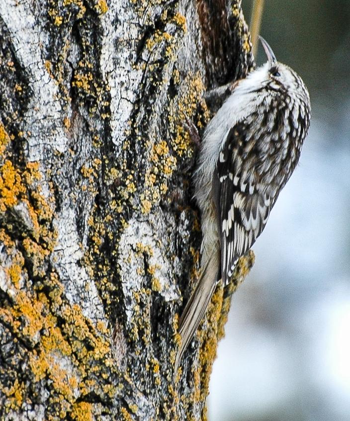 A brown creeper perches on a cottonwood trunk. Photo by Susan Marsh