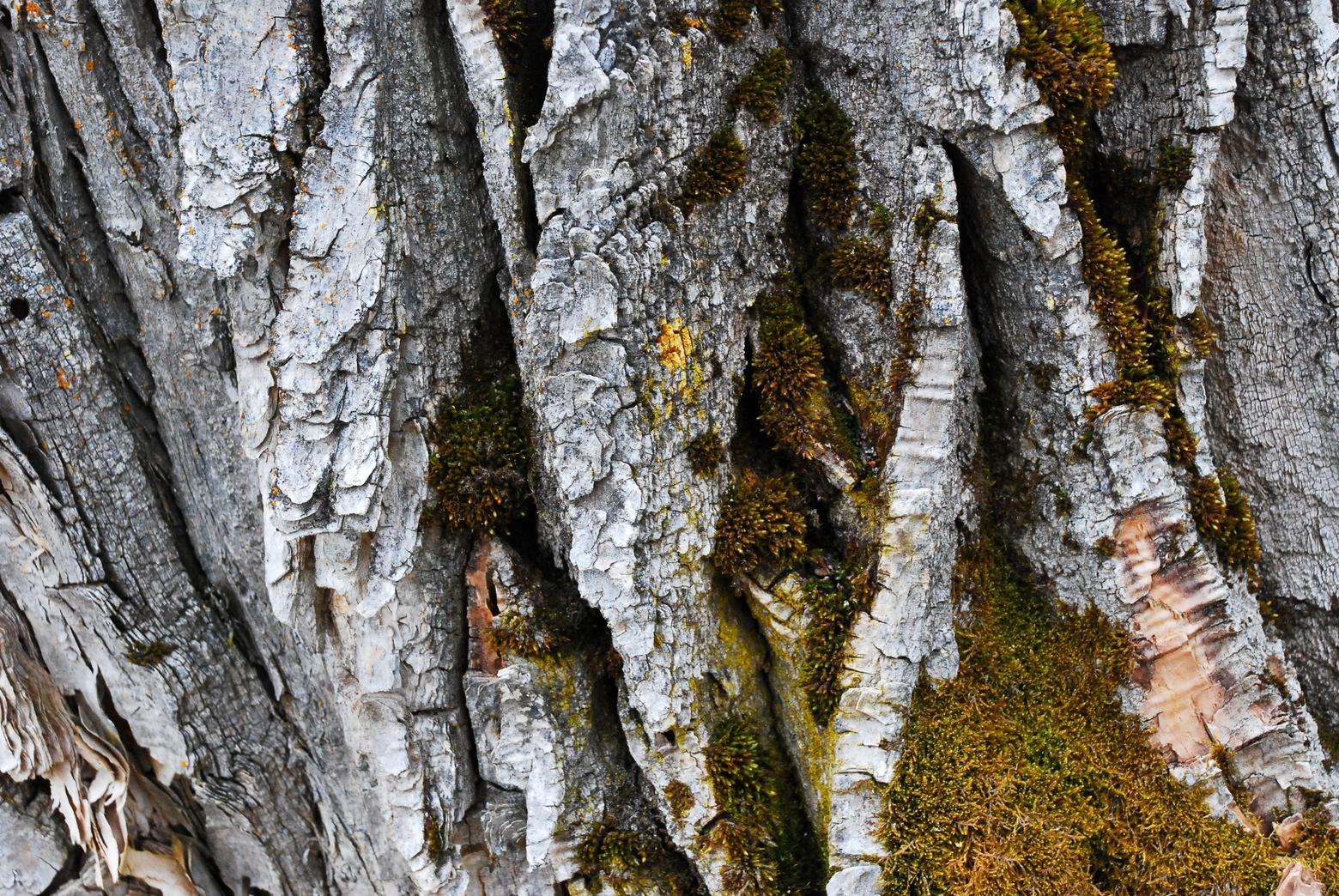 The thick, furrowed bark of a mature cottonwood tree. Photo by Susan Marsh