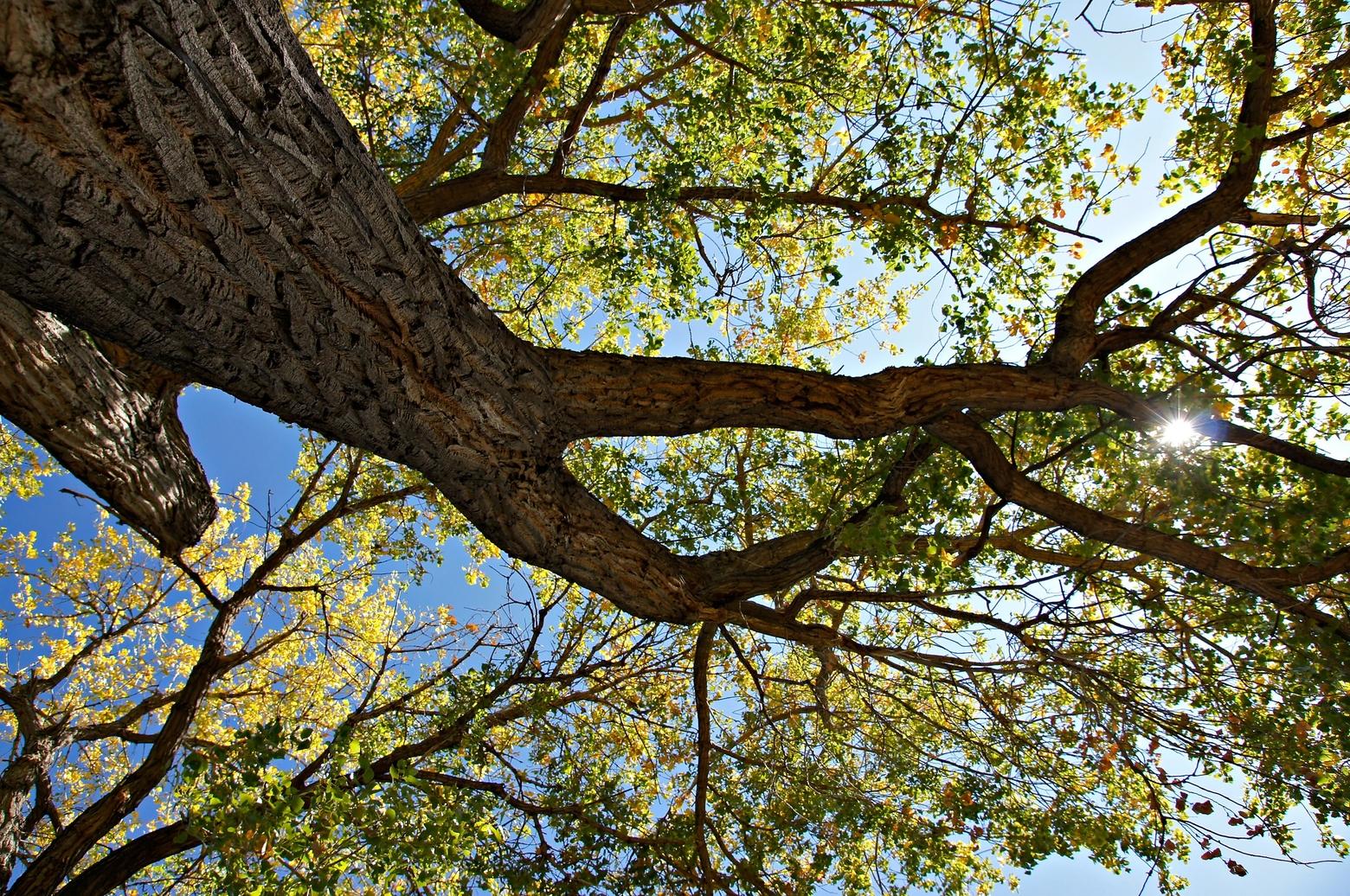 The cottonwood tree, like the aspen, is connected to its neighbors through shared root system. "A group of trees can withstand such forces far better than a tree that stands alone," writes Susan Marsh. Photo 