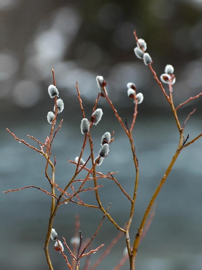 Catkins, named for their similar appearance to kitten tails, typically appear before trees grow their leaves in spring, allowing them to pollinate by the wind more easily. Photo by Susan Marsh 