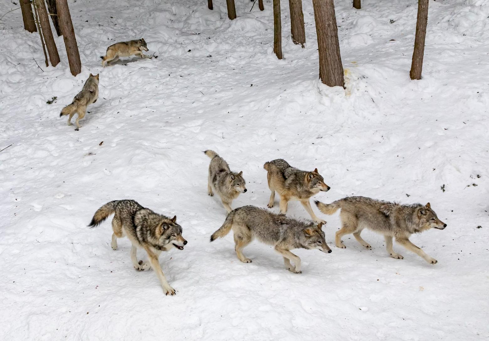 Wolves are under pressure from state governments including Wyoming, Idaho and Montana. "In Montana," writes Ted Williams, "wolf quotas are increasingly liberal. In 2023 alone, a quarter of the state’s wolves were killed." Photo by Ava Blue/Unsplash