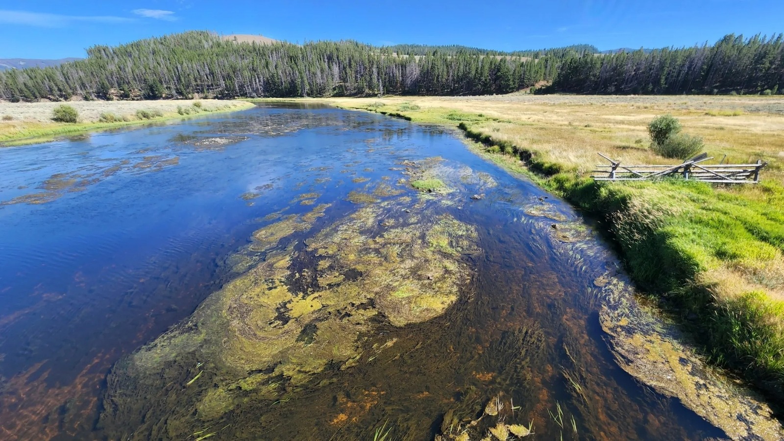 Algae blooms along the Mudd Creek Bridge portion of the Big Hole River, which has seen a sharp drop in its trout population in recent years. Photo by Brian Wheeler