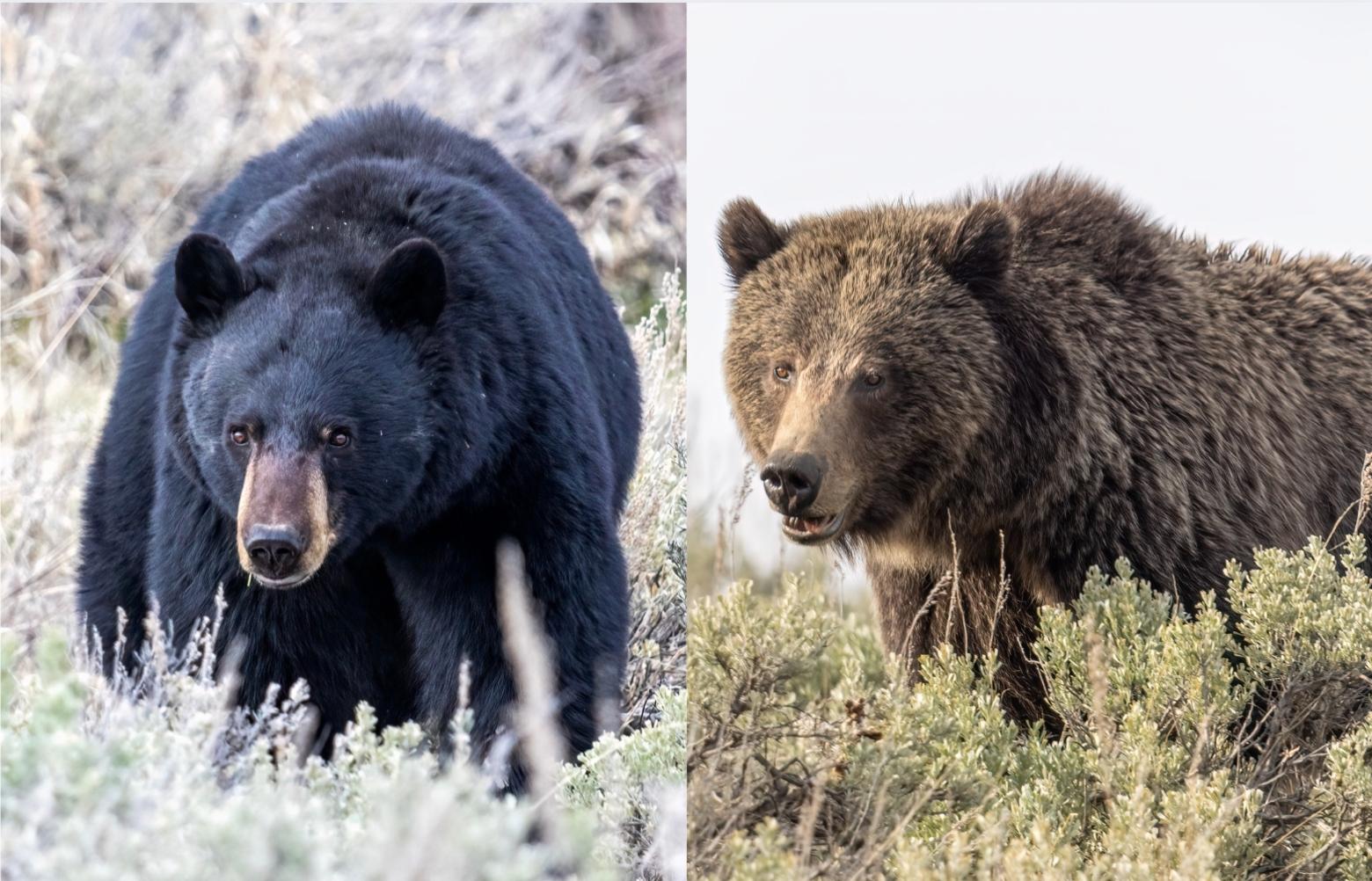 While the black bear (L) and grizzly (R) can look very different, bears come on a range of colors and sizes. Some hunters have said they've shot grizzlies mistaking them for black bears in Greater Yellowstone. Photos by Ben Bluhm