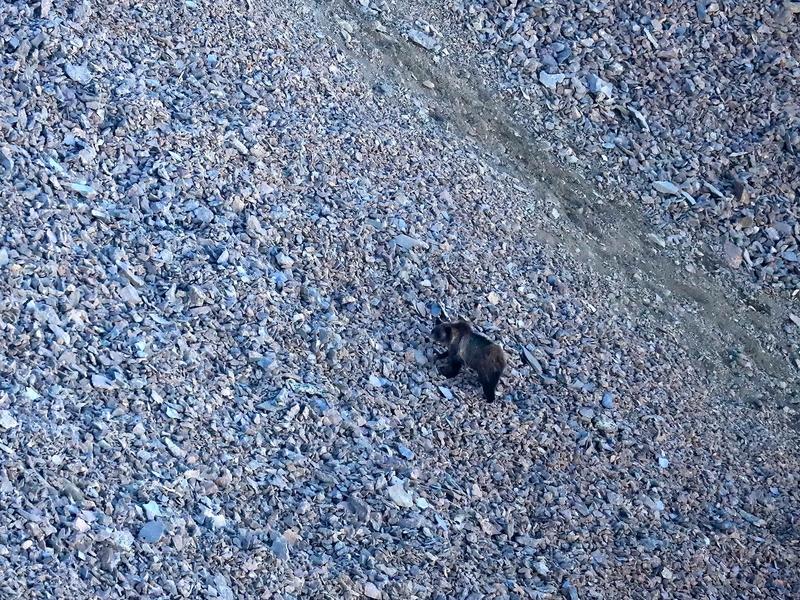 Grizzlies forage for army cutworm moths high on talus fields in the mountains of Greater Yellowstone