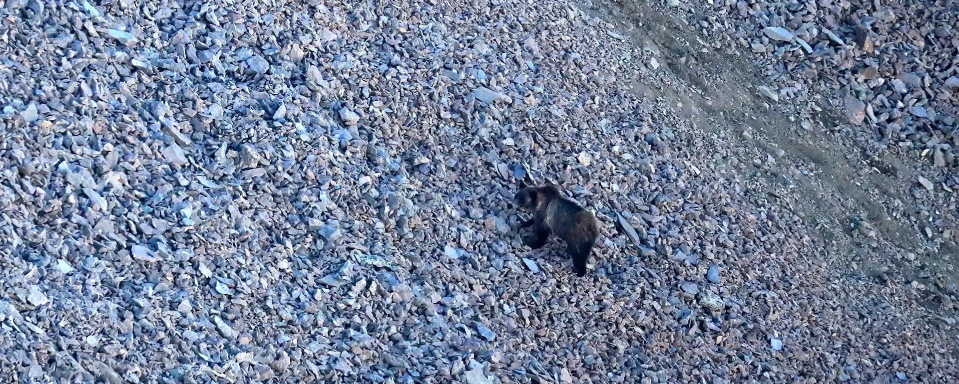 Grizzlies forage for army cutworm moths high on talus fields in the mountains of Greater Yellowstone