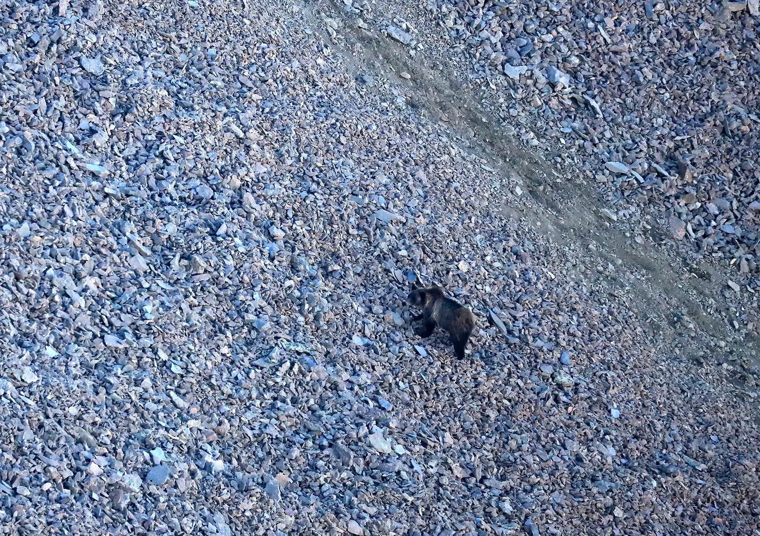 A grizzly bear forages for army cutworm moths in alpine talus in the mountains east of Yellowstone National Park. Photo by Mark Gocke/Wyoming Game and Fish Department