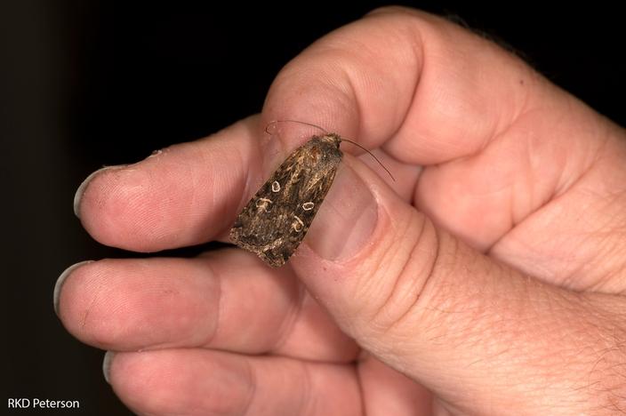 The army cutworm moth weighs 0.003 ounces. It's also the grizzly's most calorie-dense food. Photo courtesy Bob Peterson
