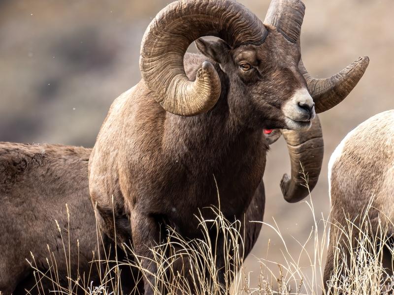 Researchers have been surprised by the numbers of domestic sheep they've found are living near wild bighorn sheep