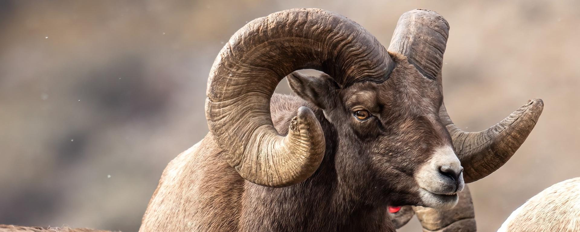Researchers have been surprised by the numbers of domestic sheep they've found are living near wild bighorn sheep