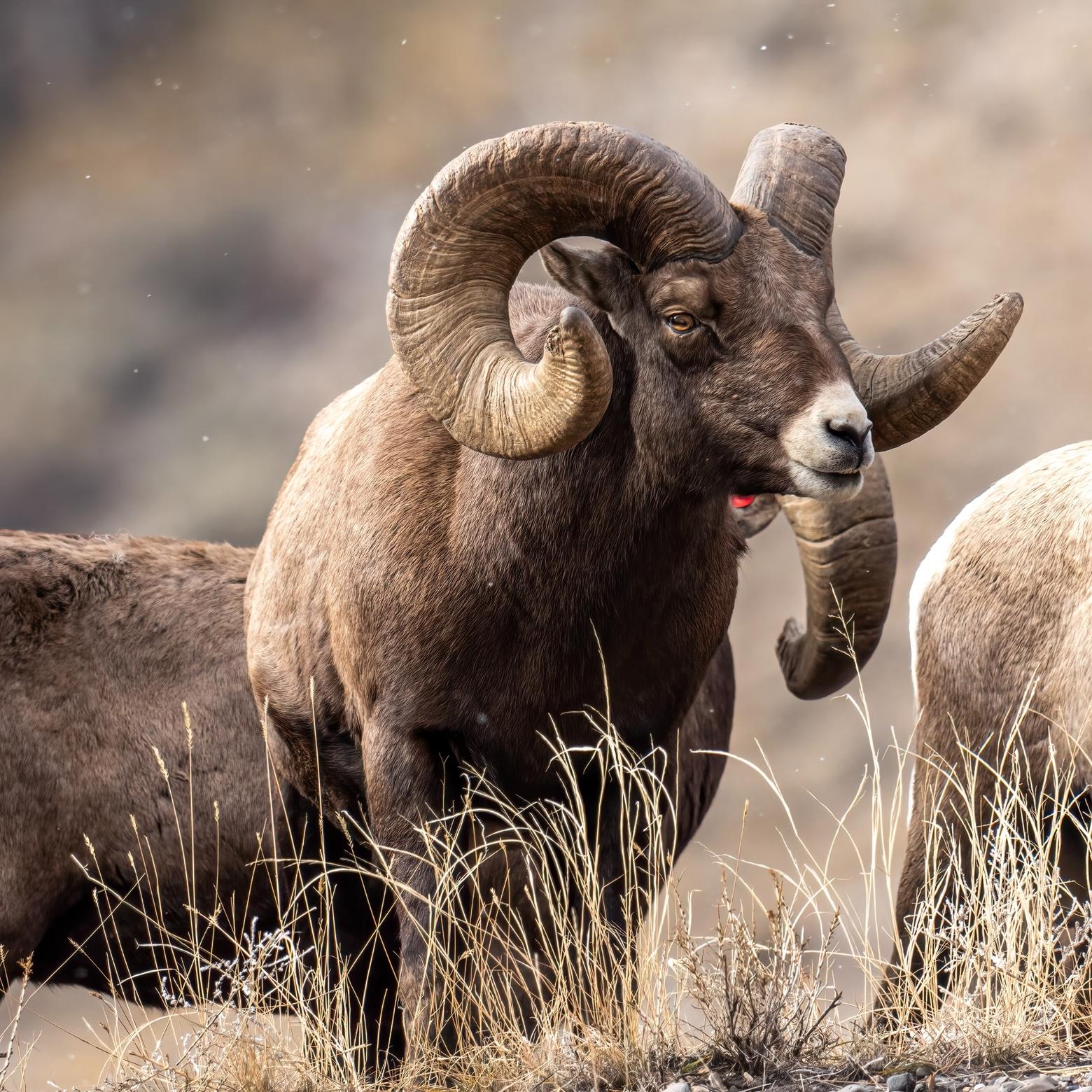 Greater Yellowstone ranchers and wildlife managers have been working to keep wild bighorn sheep and domestic sheep apart since the 1940s citing concerns over disease transmission between species. Photo by Ben Bluhm