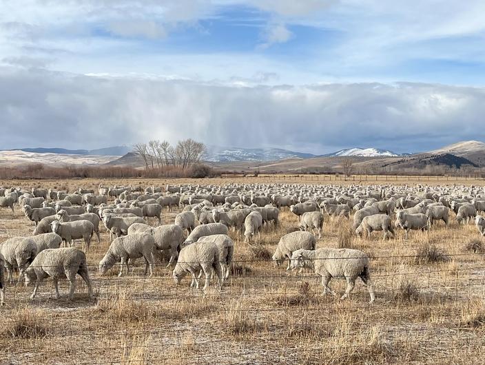 Domestic sheep graze in a pasture in western Montana, November 2024. Photo by Smith Wells