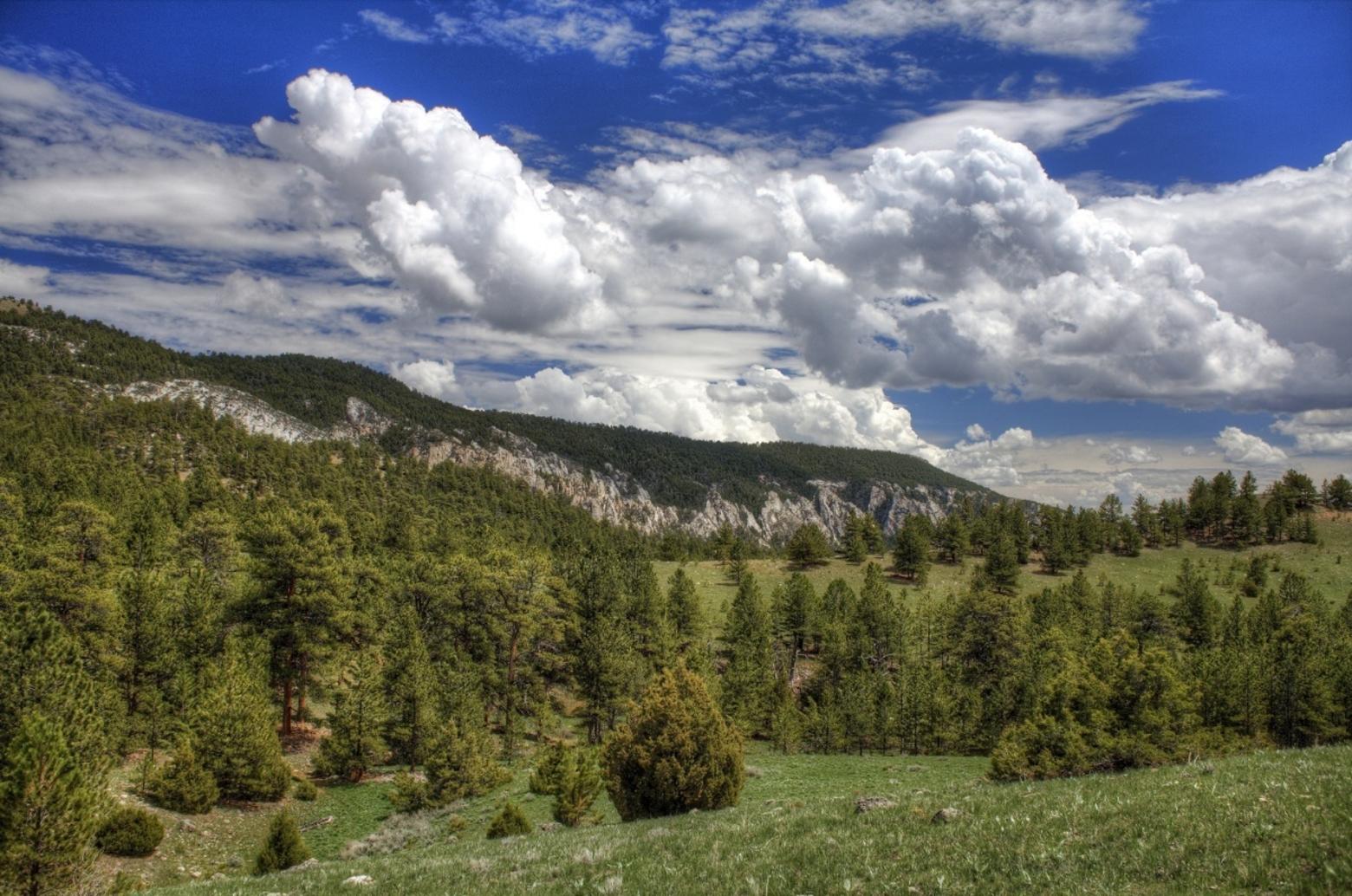 The Bureau of Land Management manages approximately 1.3 million acres of forests and woodlands in Wyoming. BLM manages nearly 12 million acres of public land across Idaho, and roughly 47 million acres in Montana and the Dakotas. Photo courtesy BLM