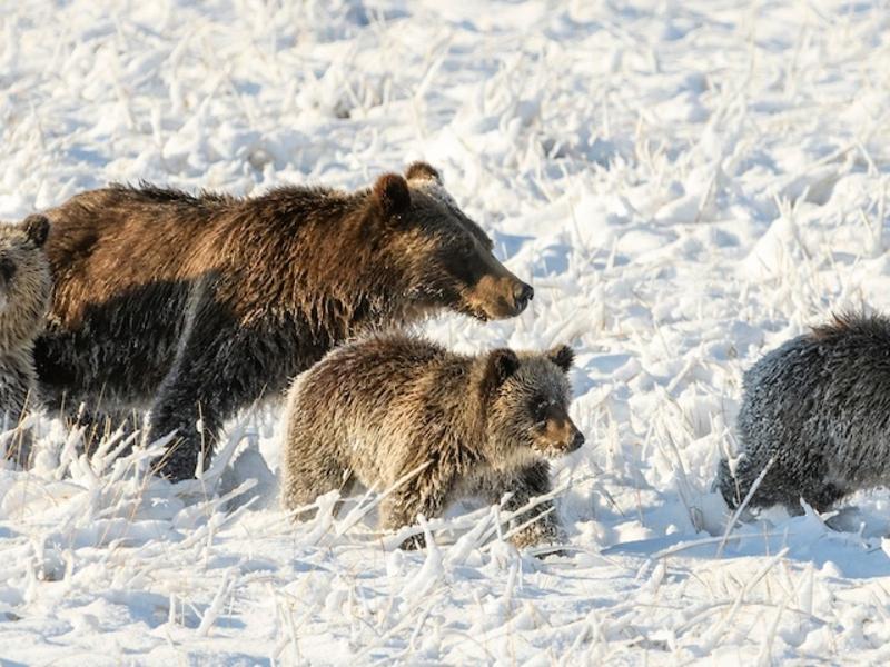 Royalty: Grizzly 399, Queen of the Tetons, with her four cubs in September 2020. Among them Grizzly 1058