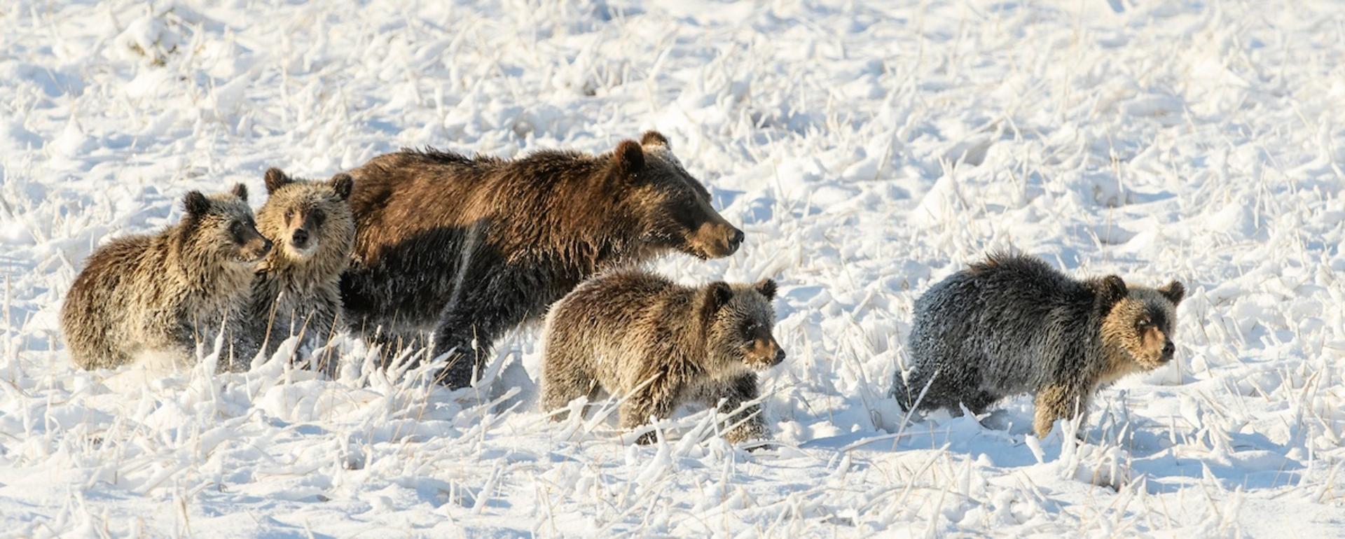 Royalty: Grizzly 399, Queen of the Tetons, with her four cubs in September 2020. Among them Grizzly 1058