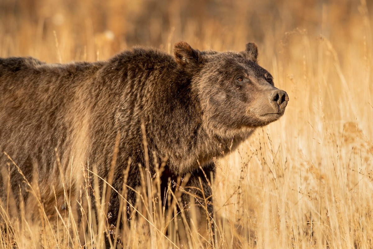 The Queen: Grizzly 399. Photo by Charlie Lansche/LastChanceGallery.com
