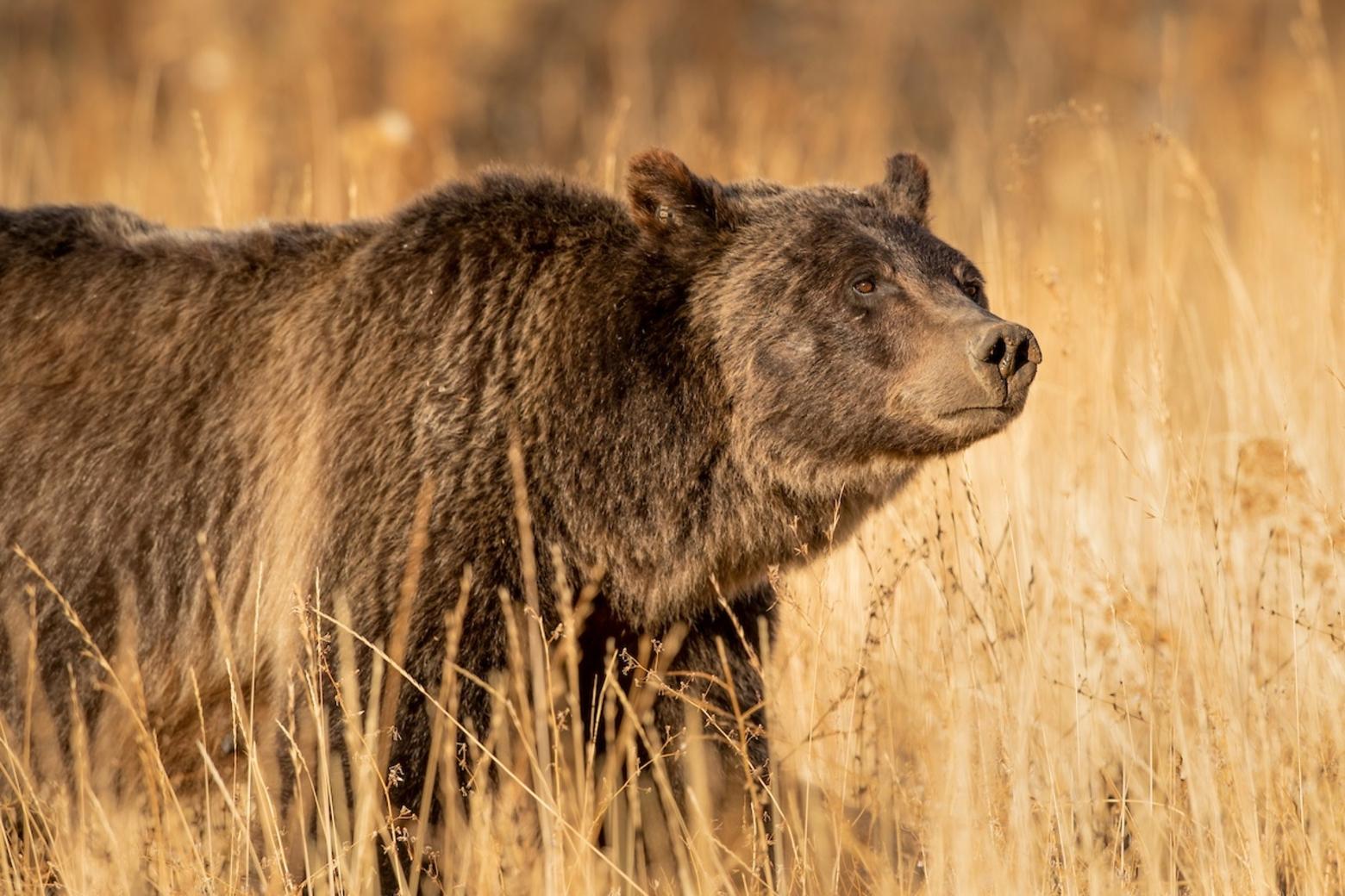 The Queen: Grizzly 399. Photo by Charlie Lansche/LastChanceGallery.com