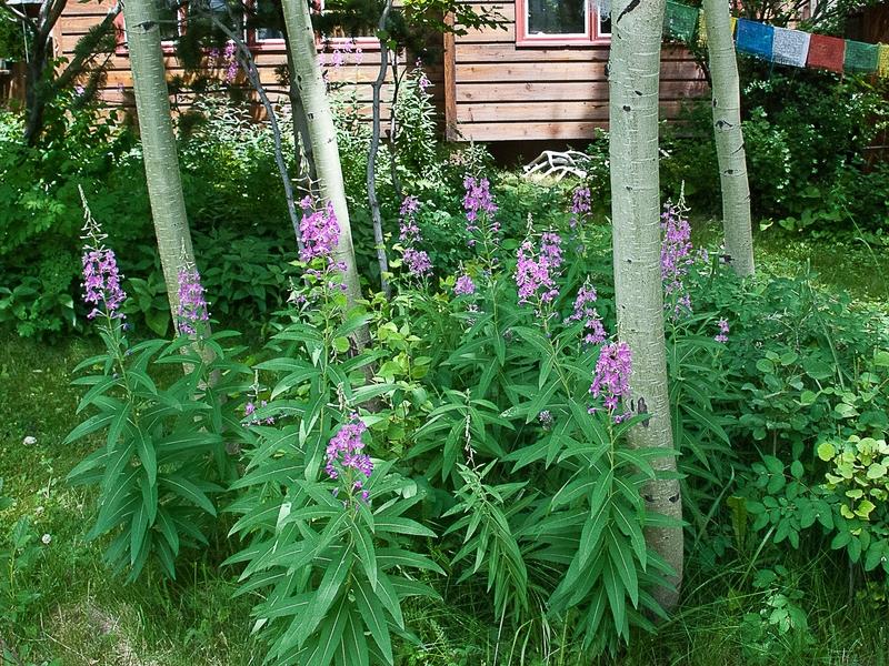 Native plants in the garden bring beauty and comfort 