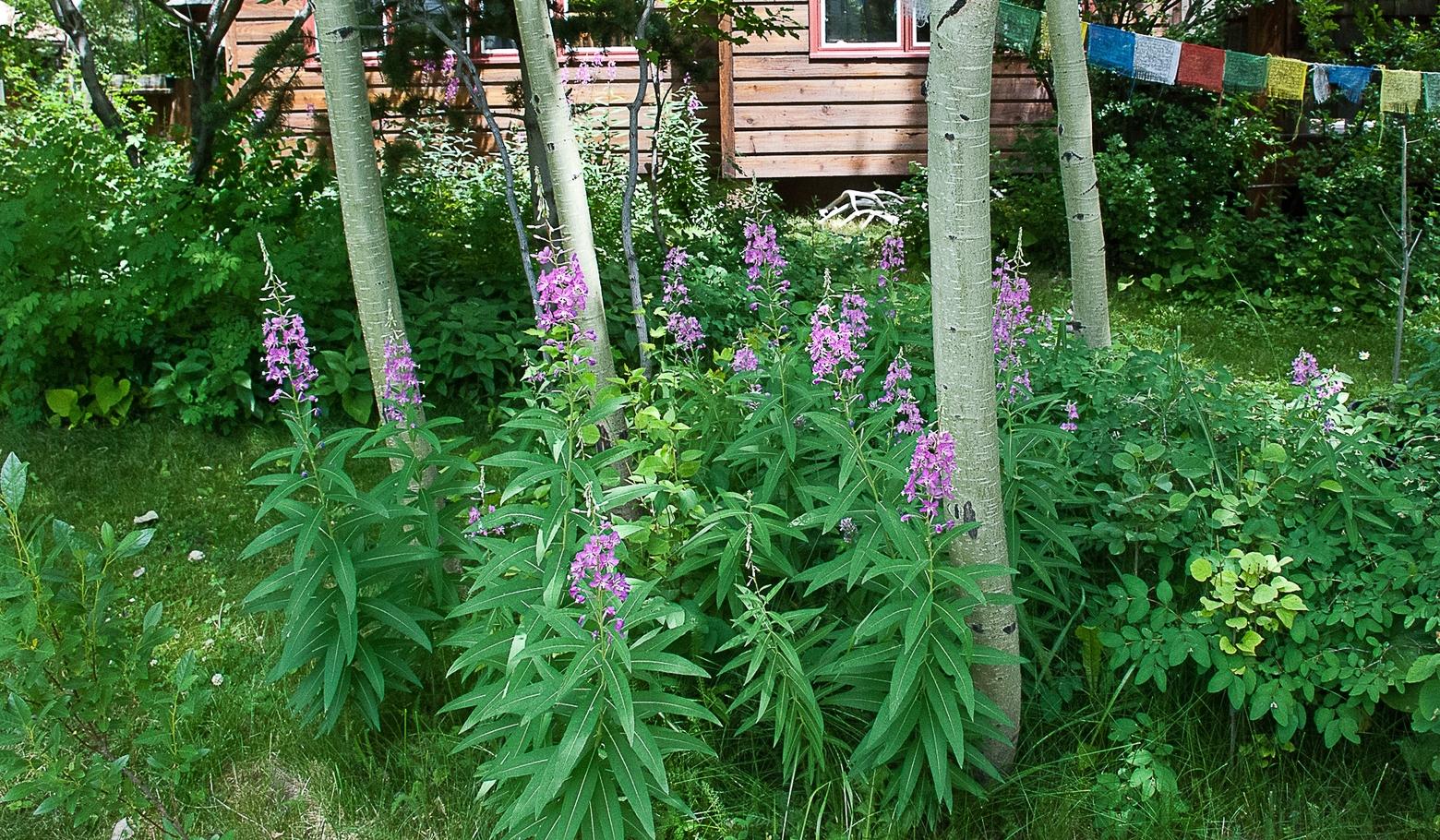 A view from Marsh's front yard at her home in Jackson, Wyoming. The longtime MoJo columnist writes how gardening with native plants is good for the landscape and also the soul.