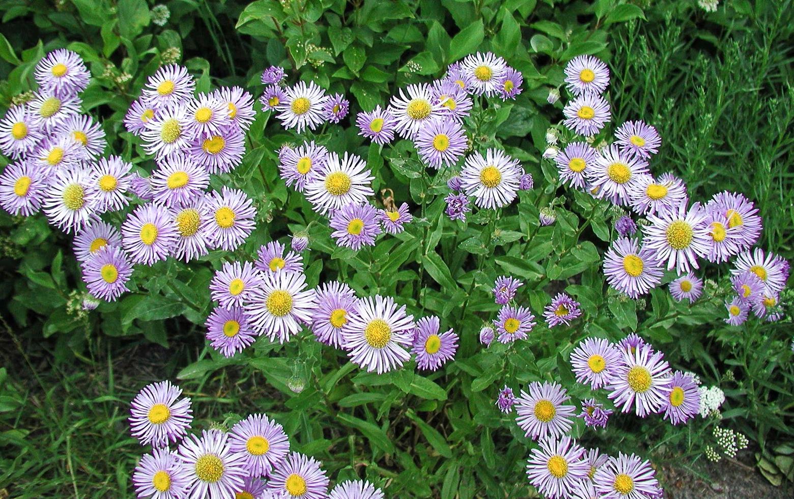 Showy fleabane, Erigeron speciosus.