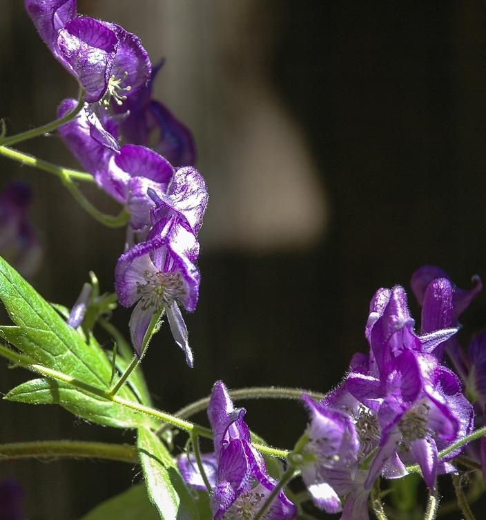 Monkshood, Aconitum columbianum.