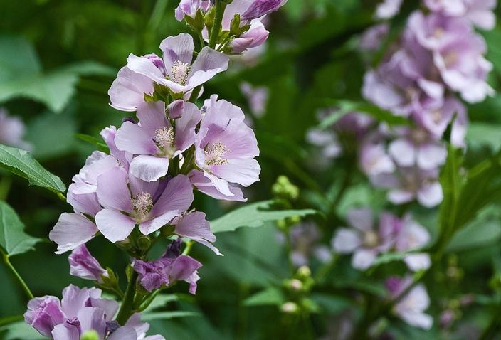 Volunteer mountain hollyhock, Iliamna rivularis.