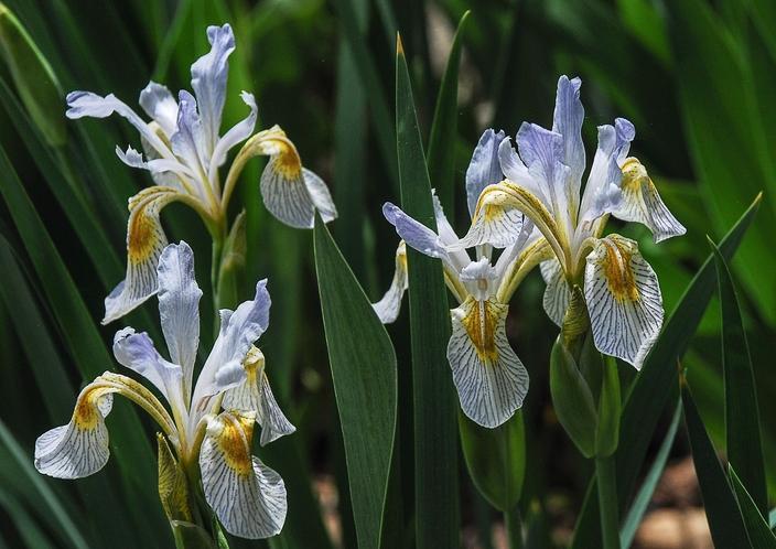 Wild iris, Iris missouriensis.