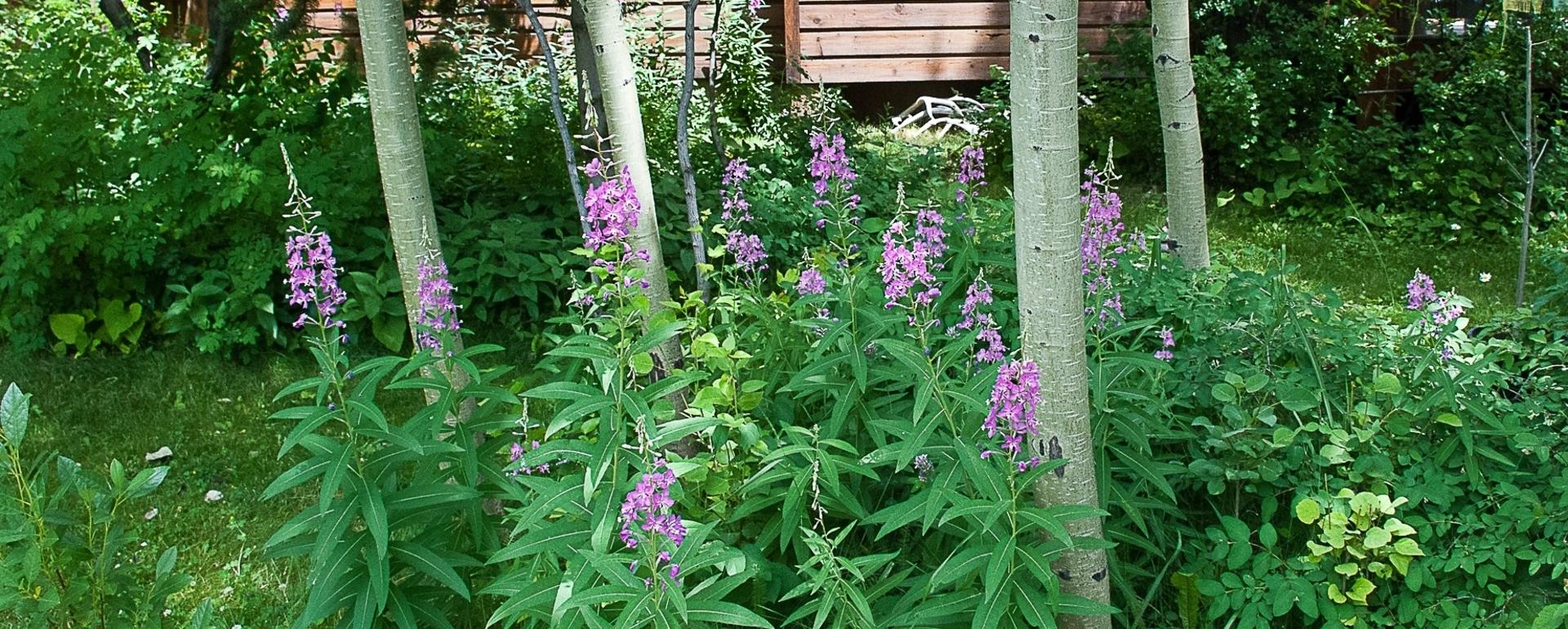 Native plants in the garden bring beauty and comfort